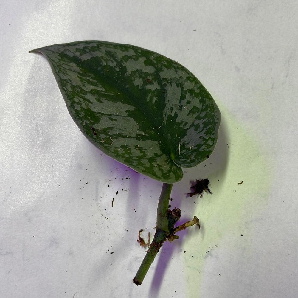Rooted Scindapsus